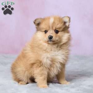 Lilly, Pomeranian Puppy